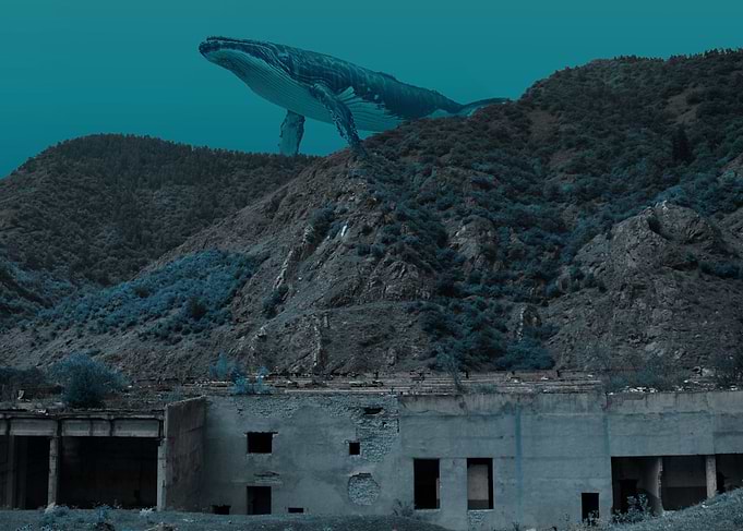 Whale