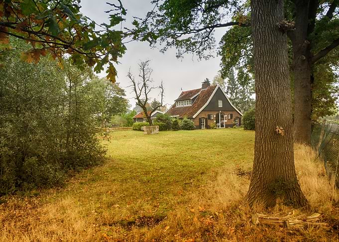 Behind the tree