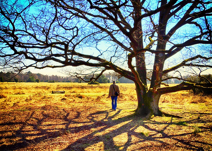 Shadow tree