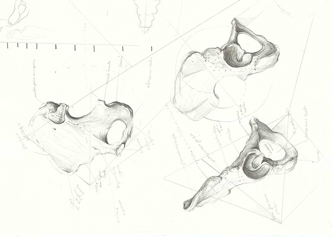 bones
