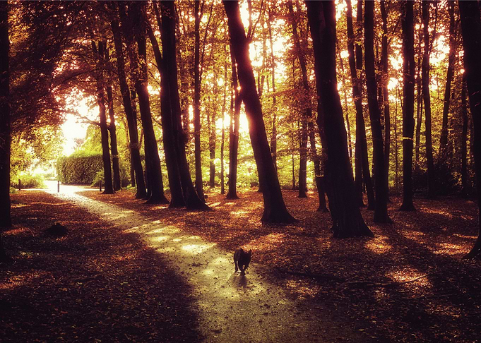 Light in the forrest