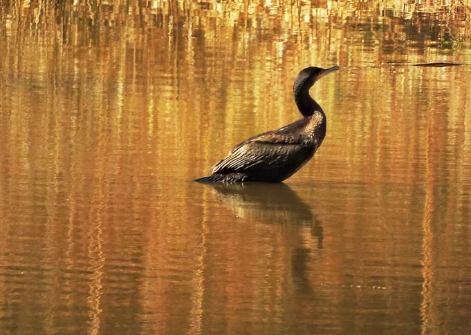 Phalacrocorax carbo