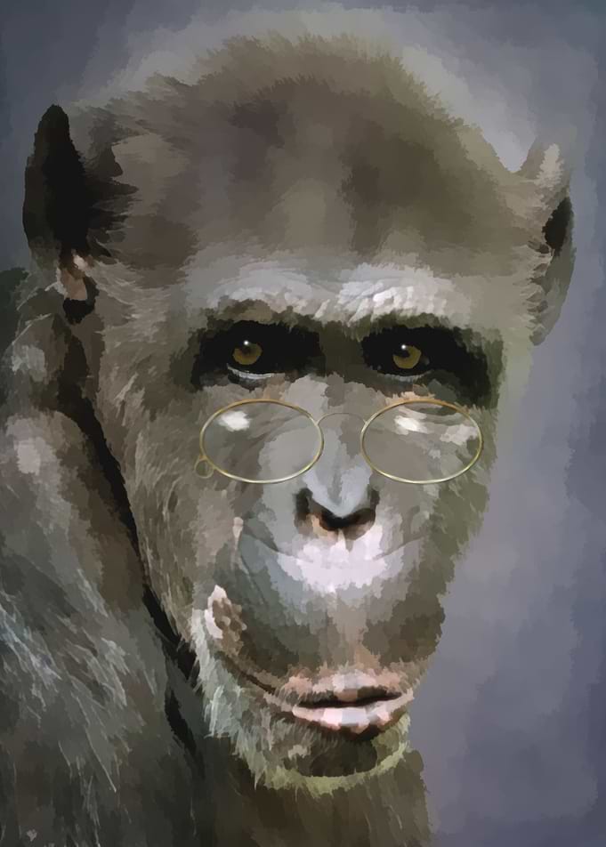 Monkey with glasses