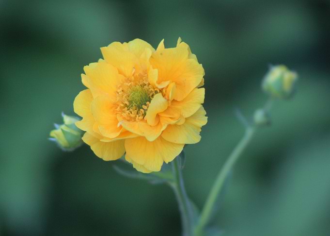 Soft Yellow by Clare Bevan