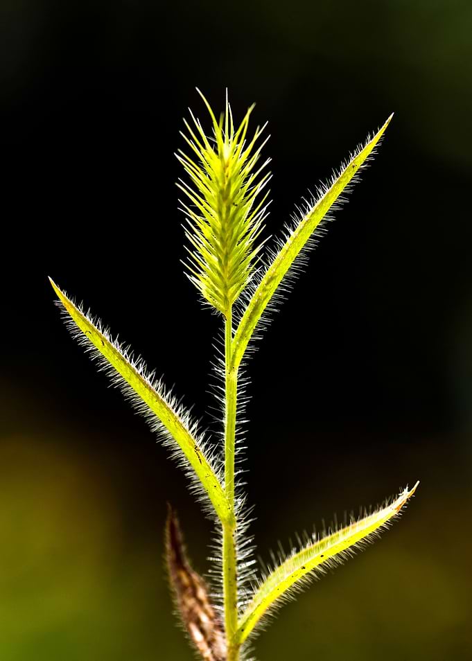 Wild Flower 1