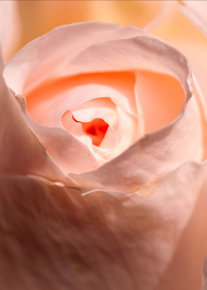 Rose Flower