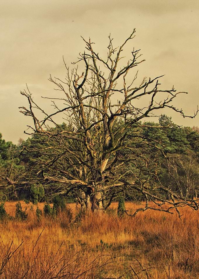 Dead tree