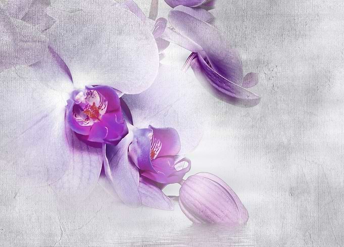 Pink Orchid
