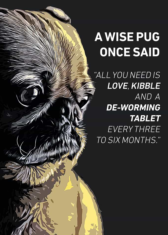 Wise Pug