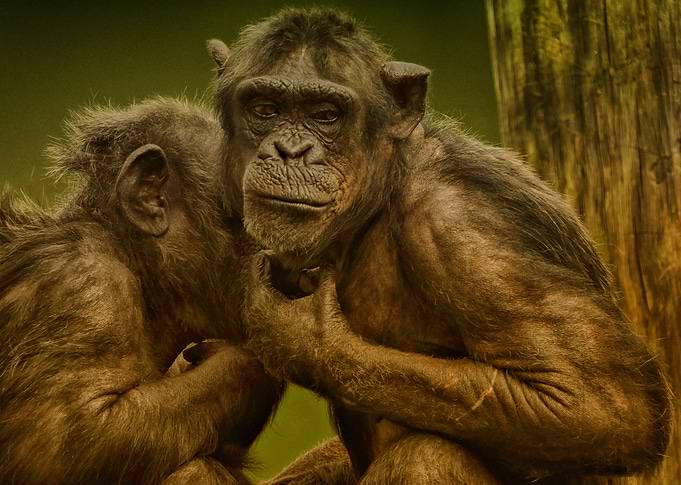 Monkey