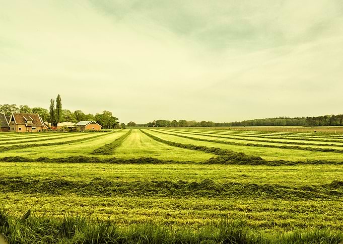Mowed grass