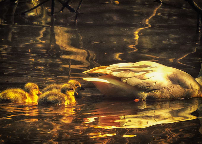 Follow mamma