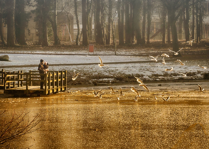 Feeding the birds