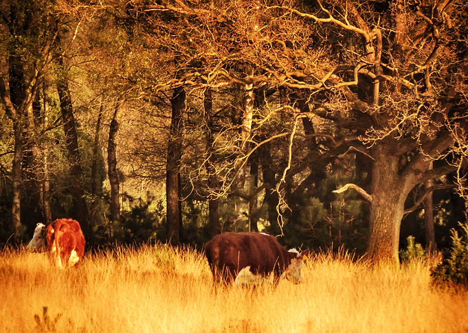 Eating cows