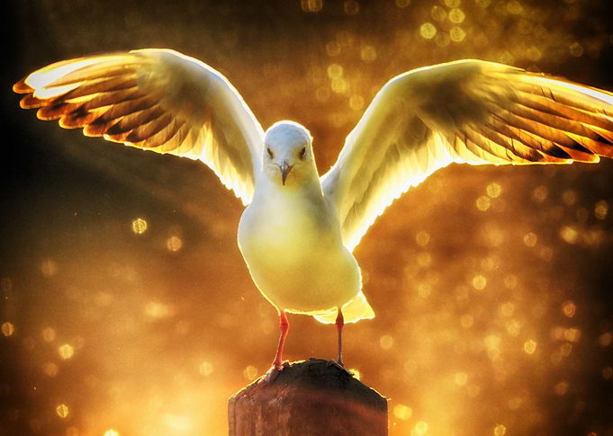 Spread your wings