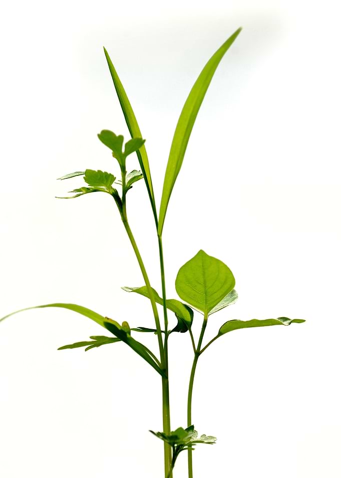 Plant