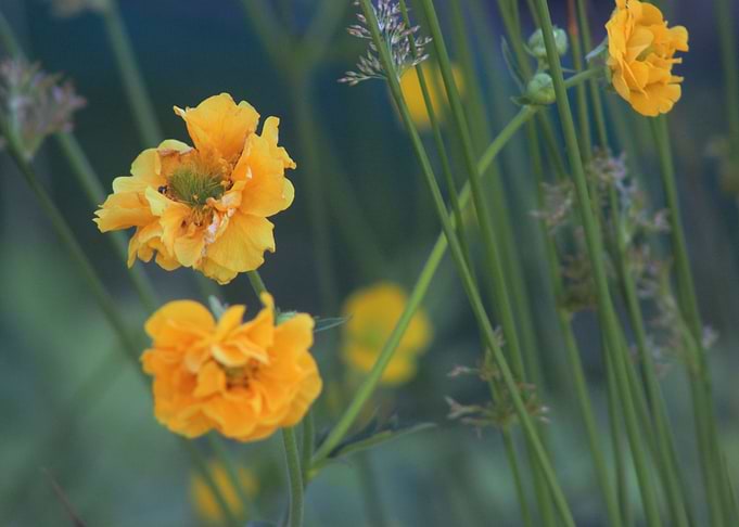 Wild Garden by Clare Bevan