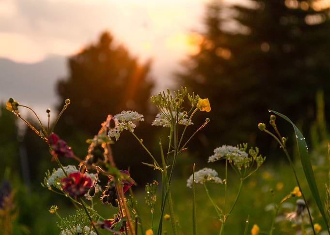 Wild mountain flowers