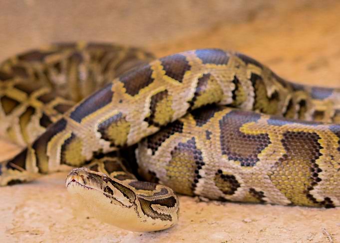 snake