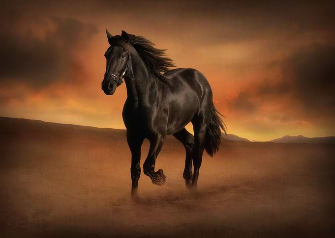 Freedom in the Desert