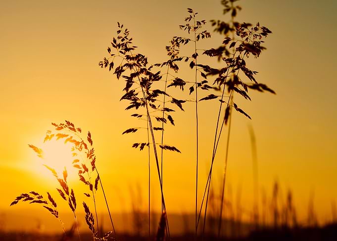 Golden meadows