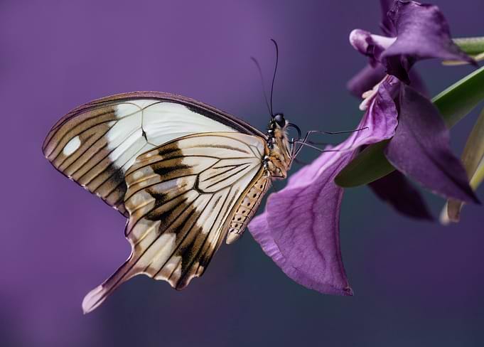 Pretty butterfly on flower