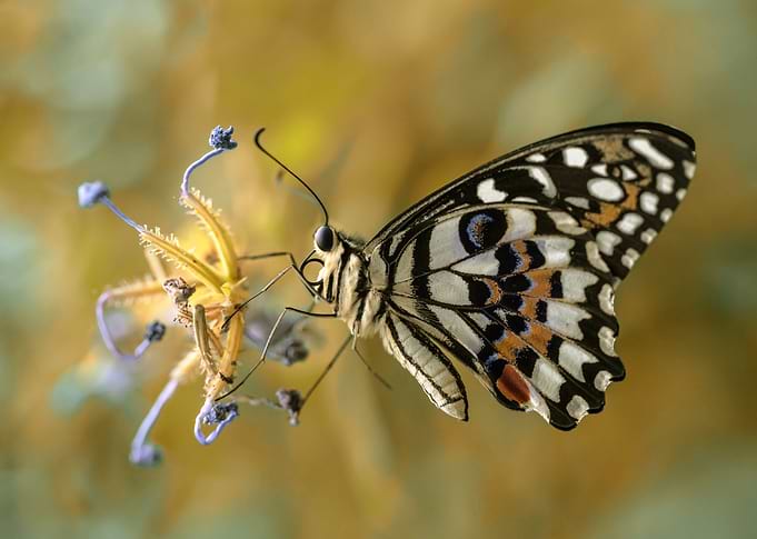 Papilio Demoleus butterfly