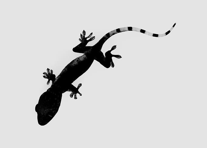 Full Tokay
