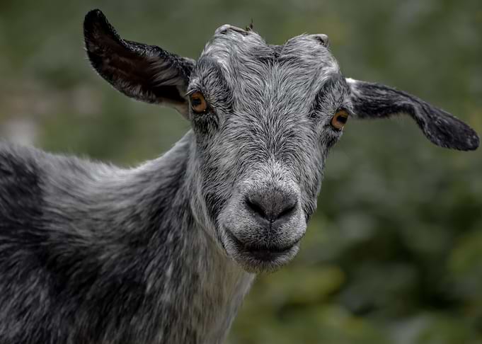 Coolest Goat Ever Staring