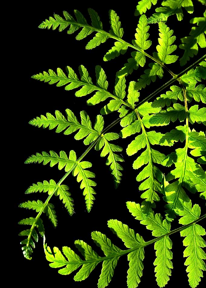 leaves