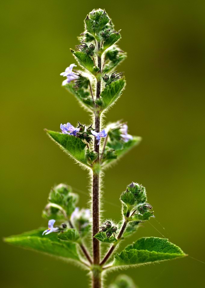 wild Plant