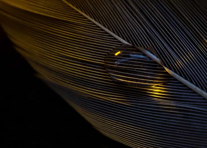 Feathery drop