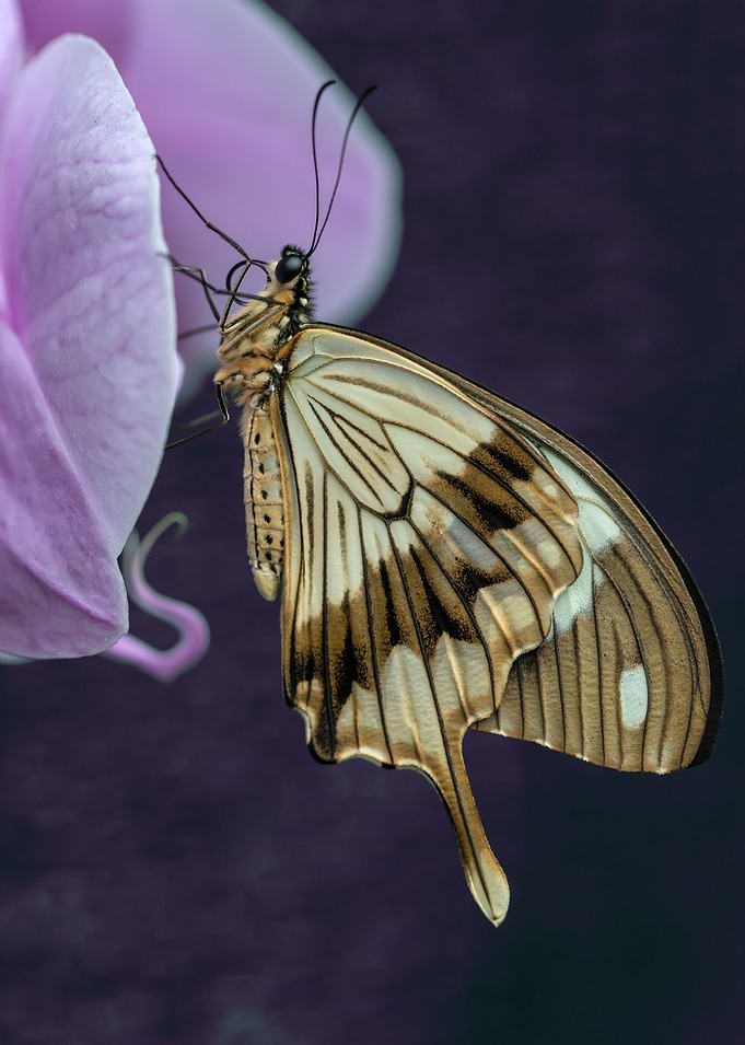 Papilio dardanus on orchid