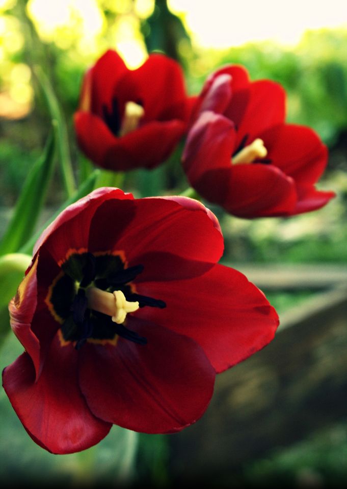 Tulips