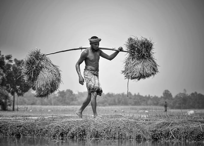 Farmer's hard work