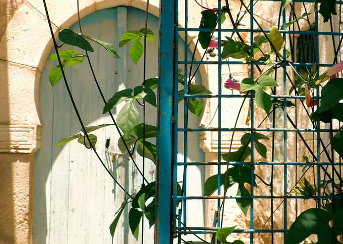 climing plants