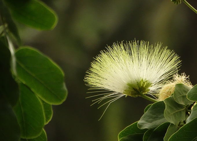 Alibsa Lebek flower