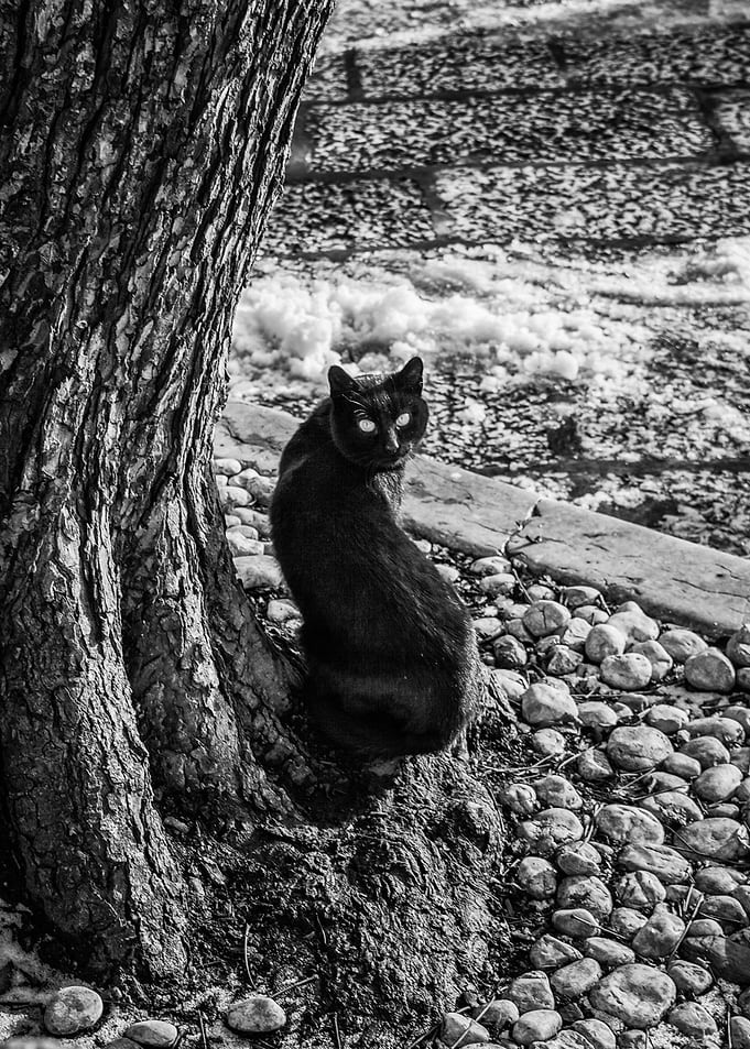Behemoth