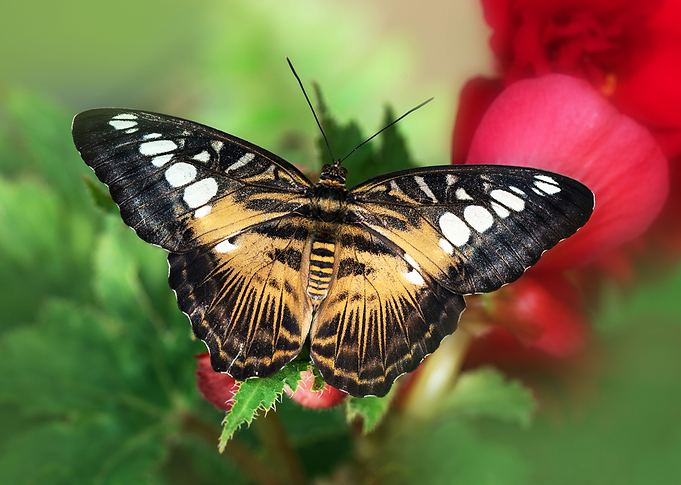 Parthenos sylvia butterfly