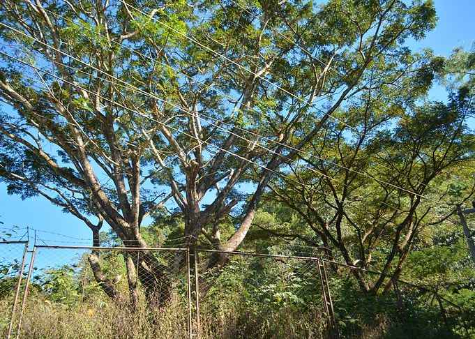 The Tree of Life