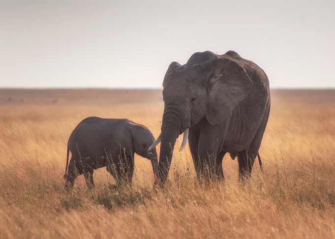 elephant