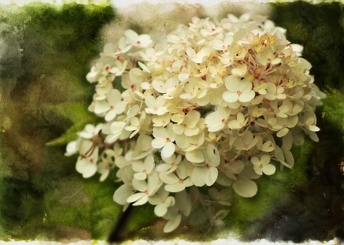 A Cluster of Small Beauty