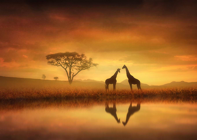 Dreaming of Africa
