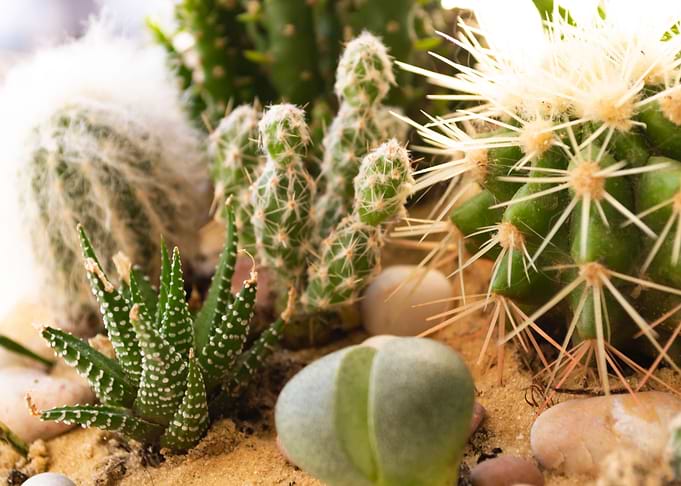 Succulents