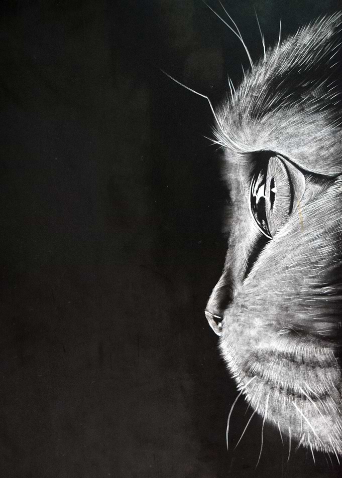 Meine Kats