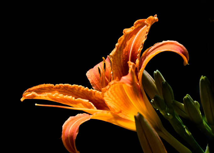 Tiger Lily on black