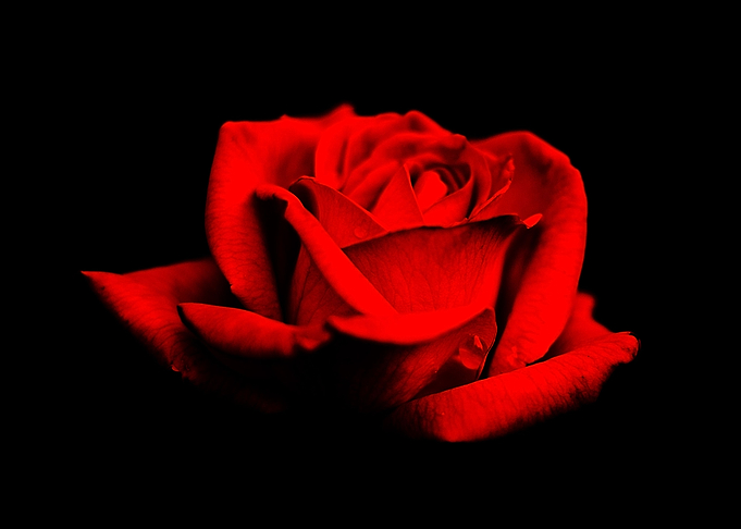 Rose in bloom