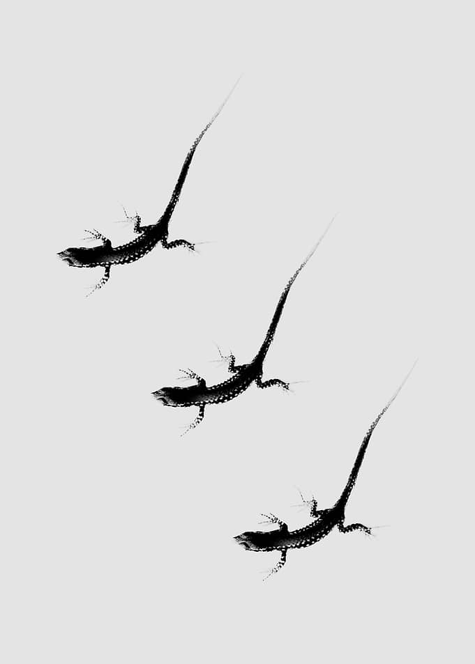 Lagartijas