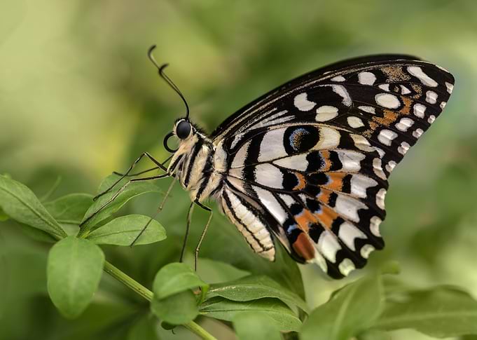 Pretty detailed butterfly