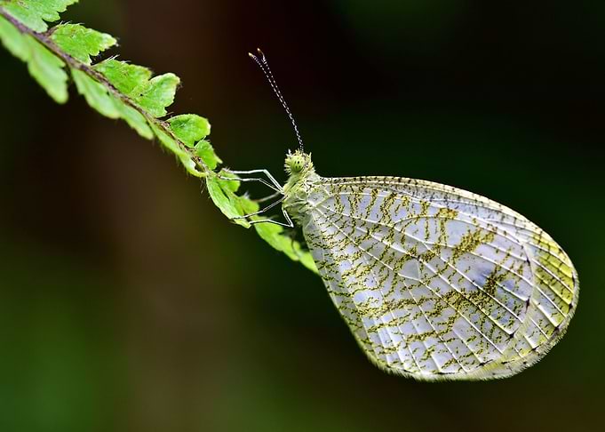 Butterfly6